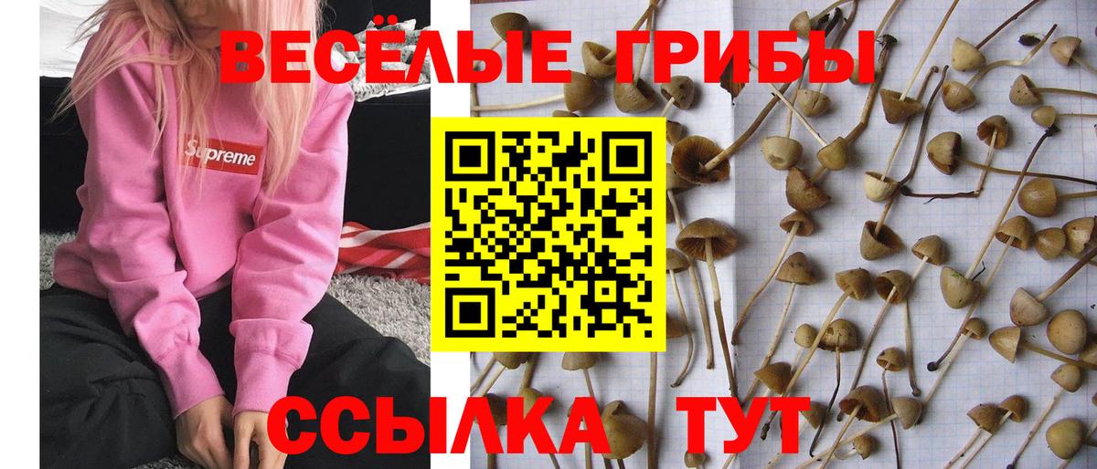 Галлюциногенные грибы мухоморы  Псилоцибиновые грибы мухоморы  Кизилюрт  Вход с VPN 